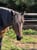 Annonce cheval