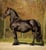 Annuncio cavallo