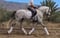 Horse ad