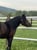 Annuncio cavallo