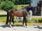 Horse ad