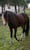 Annonce cheval
