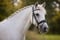 Horse ad