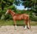 Annonce cheval