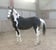 Annuncio cavallo