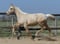 Horse ad
