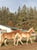 Horse ad