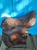 Pferdeinserat