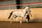 Horse ad