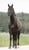 Horse ad