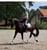 Paardadvertentie