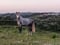 Horse ad