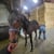 Horse ad