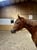 Annuncio cavallo