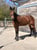 Horse ad