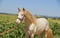Annuncio cavallo
