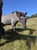 Horse ad