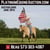 Horse ad