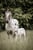Horse ad