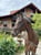 Annonce cheval