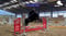 Horse ad