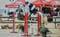 Horse ad