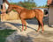 Horse ad