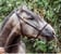 Horse ad