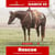 Anuncio de caballos