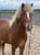Horse ad