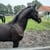 Annuncio cavallo