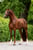 Paardadvertentie