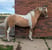 Annonce cheval
