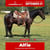 Annonce cheval