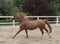 Annonce cheval