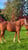 Annuncio cavallo