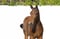 Annuncio cavallo