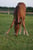 Horse ad