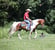 Horse ad