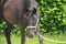 Horse ad