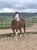 Horse ad