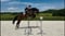 Annuncio cavallo