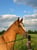 Horse ad