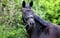 Annuncio cavallo