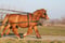 Horse ad