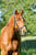 Anuncio de caballos