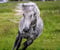 Horse ad