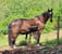 Horse ad