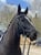 Horse ad