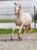 Horse ad